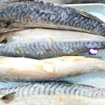 mackerel fish