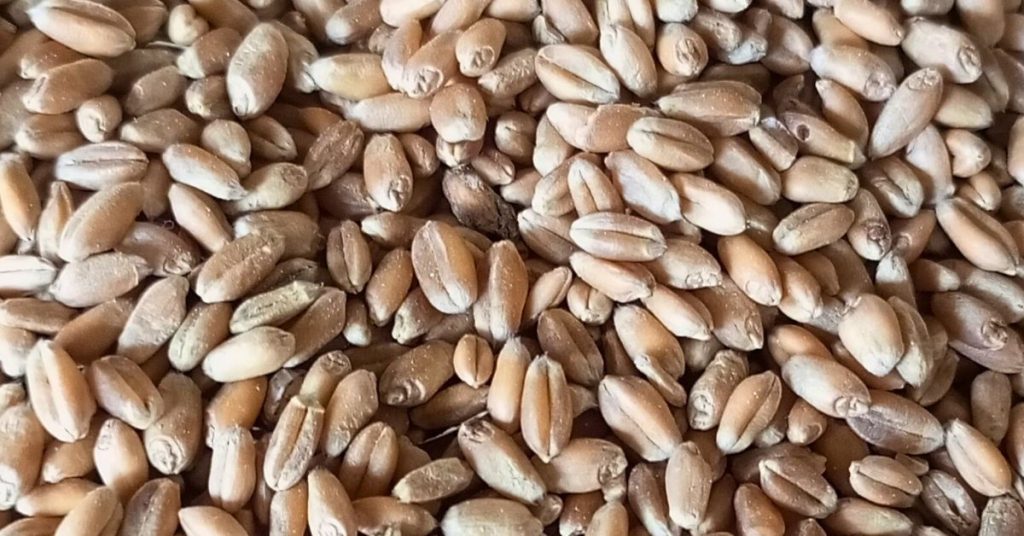 wheat-grains